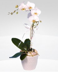 1 dall orkide saks iei  sparta online ieki , iek siparii 