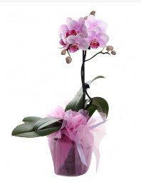 1 dal pembe orkide saks iei  sparta kaliteli taze ve ucuz iekler 