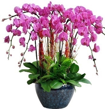 9 dall mor orkide  sparta 14 ubat sevgililer gn iek 
