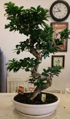 100 cm yksekliinde dev bonsai japon aac  sparta nternetten iek siparii 