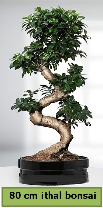 80 cm zel saksda bonsai bitkisi  sparta ieki telefonlar 