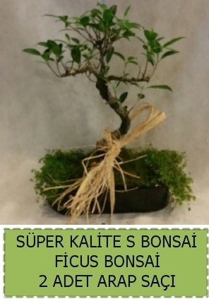 Ficus S Bonsai ve arap sa  sparta ieki telefonlar 