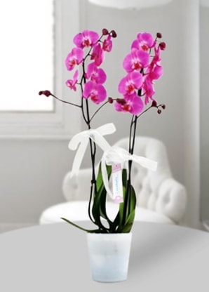 ift dall mor orkide  sparta iekiler 