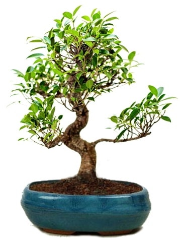 25 cm ile 30 cm aralnda Ficus S bonsai  sparta iek gnderme sitemiz gvenlidir 
